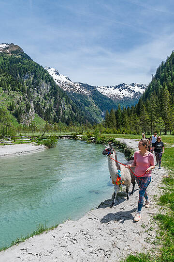 Gruppe bei der Lamawanderung im Nationalpark Hohe Tauern