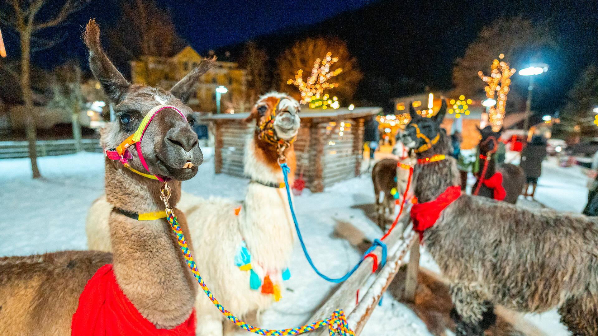 Lamas beim Mallnitzer Bergadvent