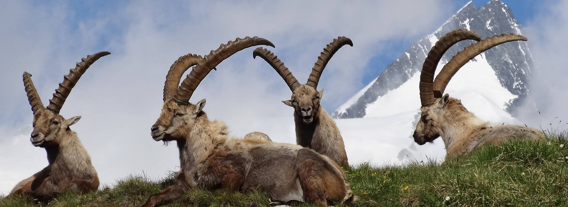 Steinböcke im Nationalpark Hohe Tauern