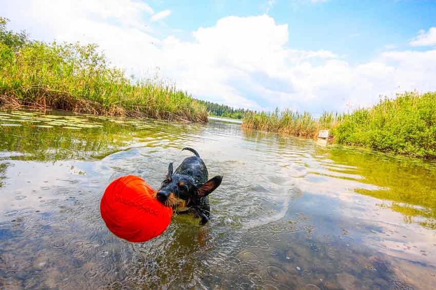 Dümmer See Baden Mit Hund englnscloe